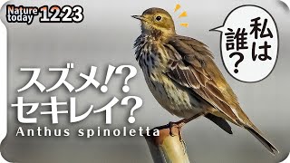 1223【スズメに似てた鳥…でも】セキレイ科タヒバリの捕食、小さな猛禽モズがオナガを襲う。イソヒヨドリのペリット、エナガのホバリング、カワセミ、メジロ、シジュウカラ