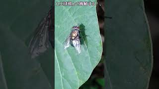 移動方法！、【ある風景】 #そこにある自然 #insects #ダボさんtv #昆虫 #未来遺産#いきもの #ハエ