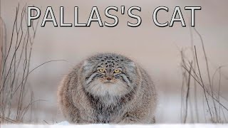 Meet the Pallas' Cat: The World's Grumpiest (and Fluffiest) Wildcat!