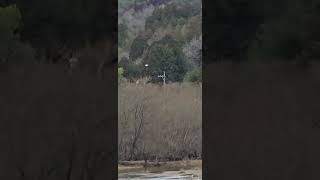 箕面滝道おもしろ動画(番外編)　　　白鷺舞う川と山