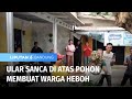 Ular Sanca di Atas Pohon Membuat Warga Heboh | Lipuran 6 Bandung