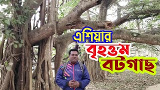 এশিয়ার বৃহত্তম বটগাছ |The largest banyan tree in Asia | মল্লিকপুরের বটগাছ | বড় বটবৃক্ষ