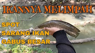 Maser ikan gabus l Spot favorit