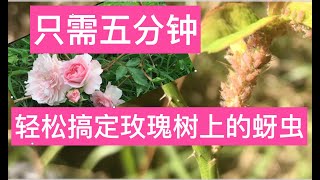 31) [ENG SUB] Aphid pests on roses can be easily solved in ten minutes——Gardening