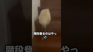 イタチの階段のぼり #フェレット  #子犬　#大型犬