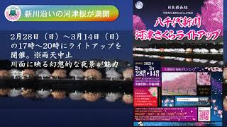 令和3年八千代新川河津さくらライトアップ