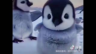 可愛企鵝🐧寶寶#cute #penguin #babyanimals #baby