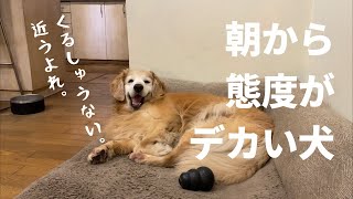 ママに朝のあいさつもしないで、マッサージさせる老犬ゴールデンレトリバー。 A senior golden retriever almost failed to greet mama.