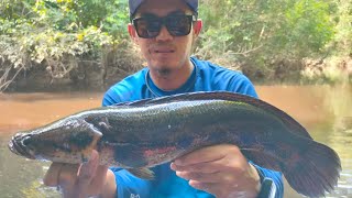 STRIKE CHANNA LUCIUS | FOREST SNAKEHEAD 50CM