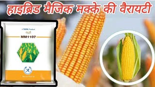 TaTa1107 Maize Hybrid makka || टाटा कंपनी की हाइब्रिड मक्के की वैरायटी रवि और खरीफ दोनों ही सीजन मे