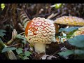 amanita muscaria