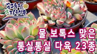 22.11.20 통실통실 다육23종 / 공주농원 다육식물 (多肉植物) (たにくしょくぶつ) Korean Succulent