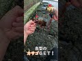 【穴釣り】水たまりから魚が釣れる動画 穴釣り fishing カサゴ