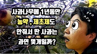 무농약으로 키운 사과나무에 사과가 몇개나 열렸을까요?