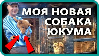 КУПИЛ ДОМ В ДЕРЕВНЕ / 🦊 НОВАЯ СОБАКА /  КАРЕЛО ФИНСКАЯ ЛАЙКА