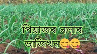 পিঁয়াজৰ নলাৰ ভাজিখন//মই এনেকৈ ভাজি খাই ভাল পাও