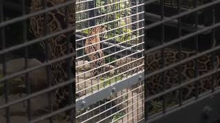 樹秋△②ジャガー・ニライちゃん・カナイちゃん・ルナちゃん・沖縄こどもの国・・・Jaguar ・Okinawa Zoo \u0026 Museum(20241028)