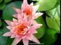 water lily by The 126ers