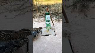 Method New Amazing Trap - Creative New Quail Trap #shorts