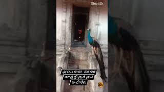 ஓம் முருகா 🙏 | Murugan WhatsApp Status #murugan #status