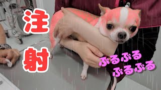 混合ワクチンの予防接種注射をするチワワ犬🐶　ブルブル緊張の表情モフ🐶💓