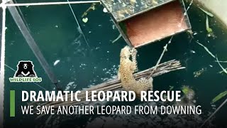 Drowning Leopard Rescued from 60-foot Well By Wildlife SOS