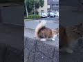 まばたきするニャヨ =^ェ^= don t blink