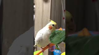 やめろやシリーズ byオカメインコ #Shorts