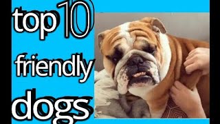 Top 10 freindly dog breeds - in hindi || by rishi dog lover||