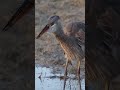 heron eating frog 🐸 shorts nature bird