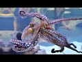 was ist der unterschied zwischen tintenfische und oktopus