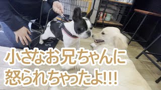 仲良しのフレブルのお兄ちゃんに怒られて教えられるゴールデンレトリバーの子犬ティト。