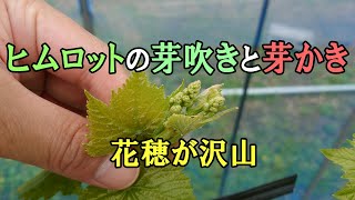 ヒムロットの芽吹きと芽かき　今年も花穂が沢山付きました