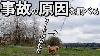 伸びるリードの点検方法や壊れる合図を構造から考察します【トイプードルのオウガ】