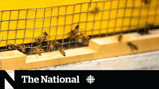 Parasitic mites cause anxiety for beekeepers