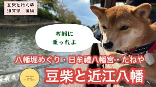 【愛犬と滋賀県旅行　後編】近江八幡　/八幡掘めぐり/日牟禮八幡宮/たねや