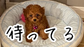 【生後89日】【迎え入れて23日目】近づくと逃げる先住犬と初めて3匹ベッドに入った日の動画