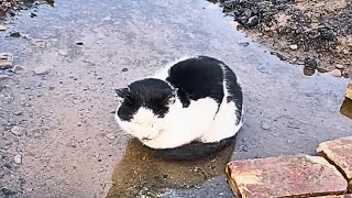A sick cat sat in the stream quietly waiting for death, until a couple walked by...