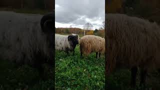 Rejection A Shetland Sheep Saga
