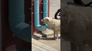 Man Creates Food And Water Dispensers For Stray Dogs From PVC Pipes