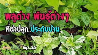 พลูด่างพันธุ์ต่างๆที่น่าปลูกประดับบ้าน|เปิดโลกต้นไม้ Ep.35| Aranya Channel