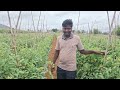 సొంతంగా బతకటం ఇష్టమంటున్న 24 ఏళ్ళ టమోటా రైతు tamota cultivation tamota saagu tamotafarmer tamoto