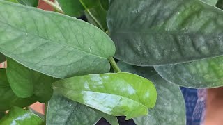 Cebu Blue Pothos UNBOXING