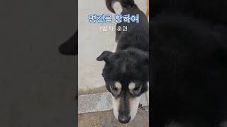 초보자와 함께 하는  강아지 훈련, 강아지와의 생활 가이드, Dog training with beginners, a guide to life with dogs