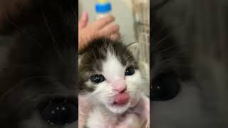 大好きなミルクの気配にソワソワする赤ちゃん猫