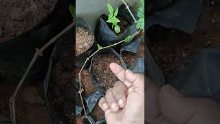 sarakontrai seeds update எப்படி விதை வளர்ந்திருக்கு paarunga