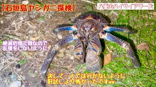 【石垣島】石垣島でヤシガニ探検　肝試しより怖かったですww