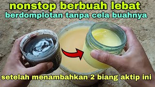 nonstop berbuah lebat tak terbendung tanpa cela lebat buahnya setelah disiram biang aktip ini