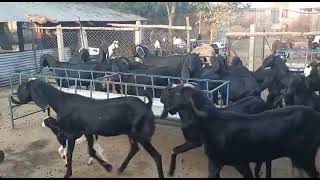 goat farm chhattisgarh Verma 83196 45830 beetal goats