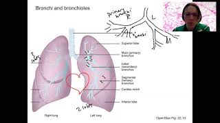 8.8 bronchi \u0026 bronchioles